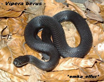 Vipera berus-melanistic, male
