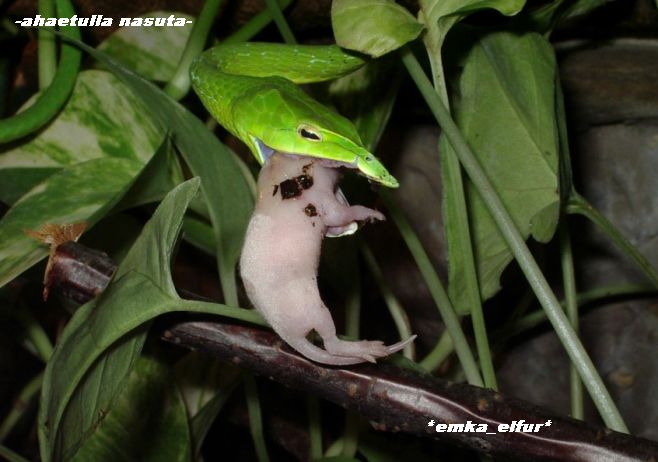 Ahaetulla  nasuta having lunch
