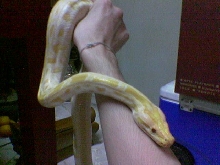 albino burmese python can grow until how Big?