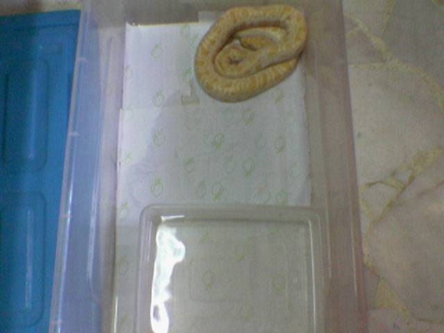 my burmese python home....