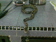 my ball python nice???