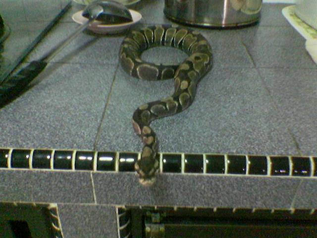 my ball python nice???