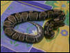 Ball python