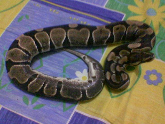 Ball python