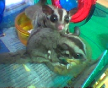 hi guys how to tame a sugar glider? he keep on biteing me...