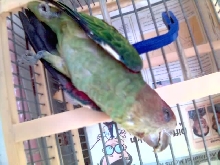 poor litter parrot....