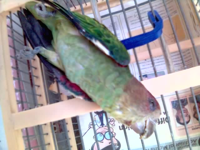 poor litter parrot....