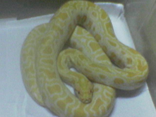 anyone here wanna to exchange albino burmese python with me??? me wanna to