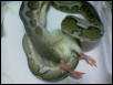 My Tiger Retic Eating A Chicken