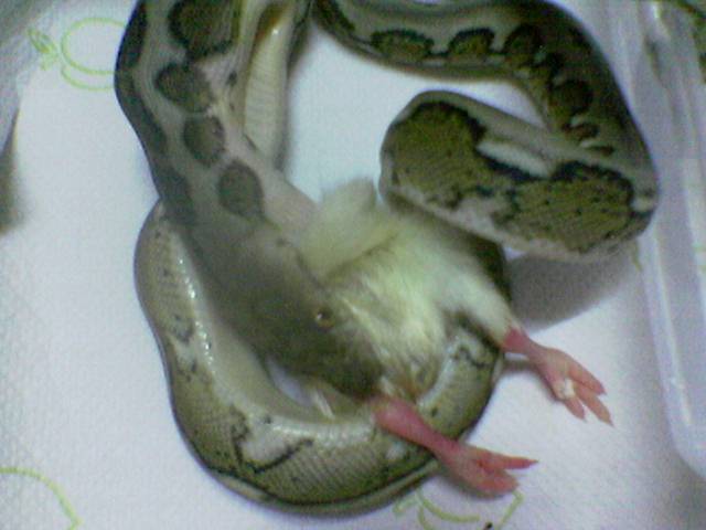 My Tiger Retic Eating A Chicken