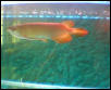 how wanna to buy the fish 2nd red pls offer me the price.