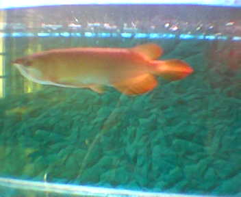 how wanna to buy the fish 2nd red pls offer me the price.