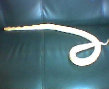 My Albino Burmese python