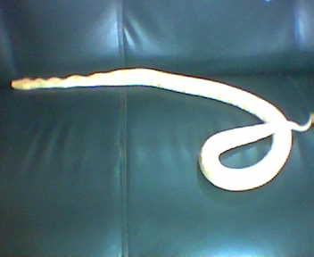 My Albino Burmese python