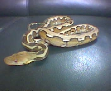 Tiger Retic Python