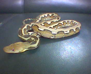 Tiger Retic Python