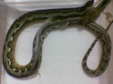 wo i love you forever my Tiger Retic
