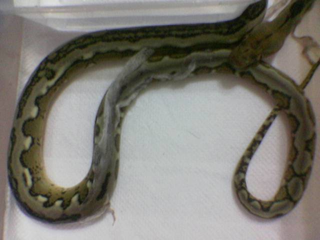 wo i love you forever my Tiger Retic