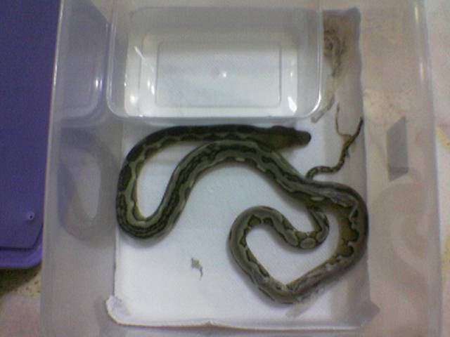 his is my dear here... lolz...