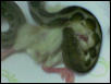 My Tiger Retic Eating Chicken...