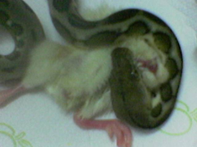 My Tiger Retic Eating Chicken...