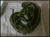 my Tiger Retic can sell how much? higher price?