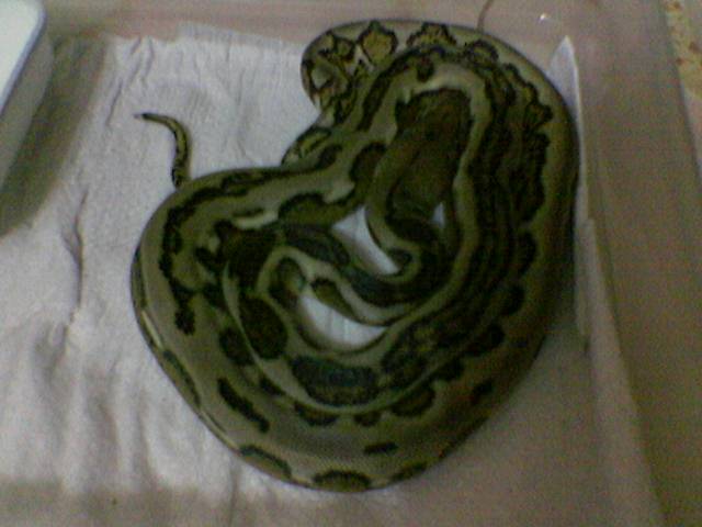 my Tiger Retic can sell how much? higher price?