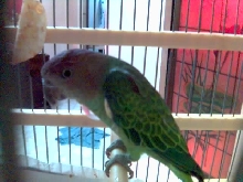 hello anyone know wat parrot it this????