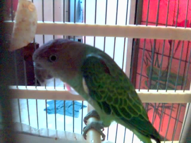 hello anyone know wat parrot it this????