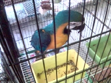 wow Macaw