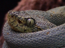 Bothriopsis bilineata
