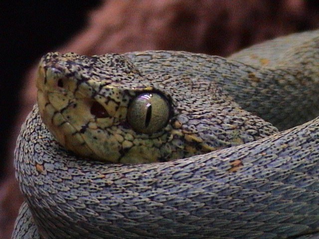 Bothriopsis bilineata