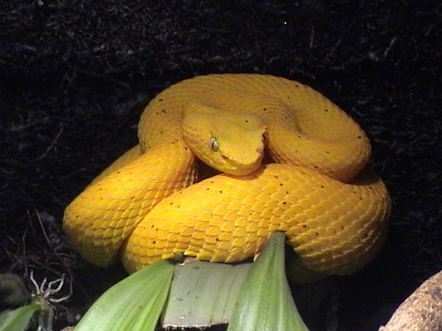 Bothriechis schlegelii