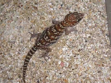 pictus1