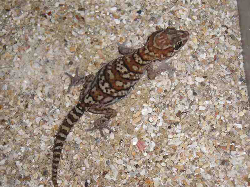 pictus1