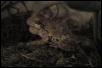 grey tree frog calling