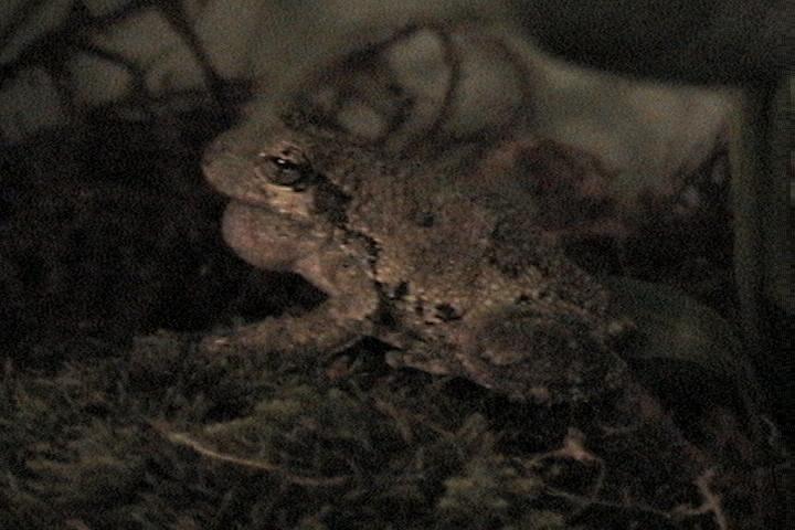 grey tree frog calling