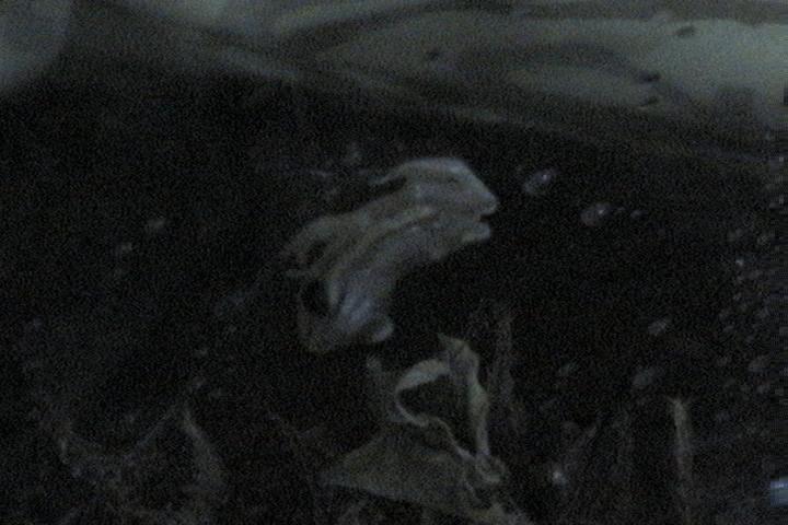 Reed frog