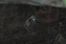 reed frog