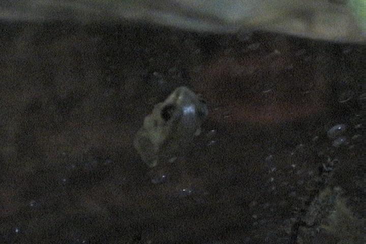 reed frog