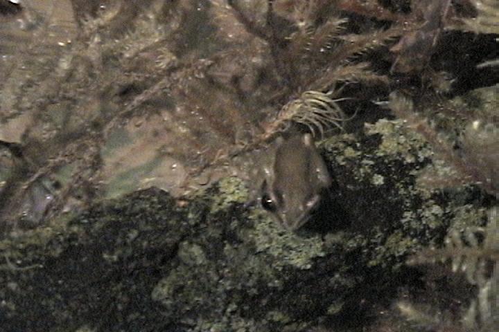 Better pic of reed frog