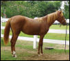 Aallusive Angel 16mths