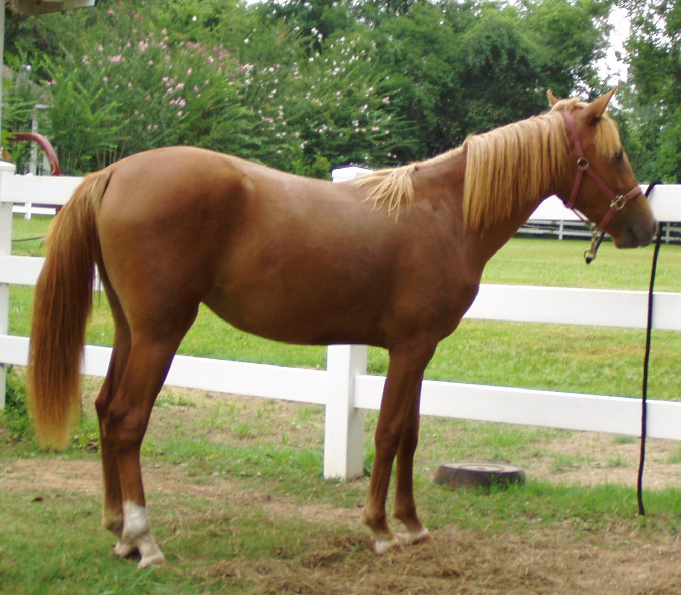 Aallusive Angel 16mths