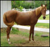 Aallusive Angel 16mths