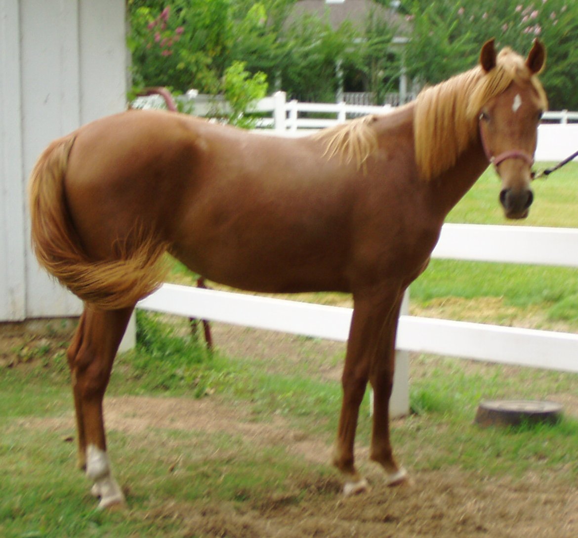 Aallusive Angel 16mths