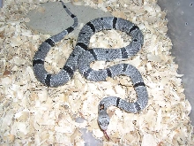 Juno Rd Captive bred female alterna