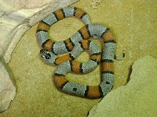 2002 Female Juno Rd Blairs Alterna