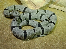 2002 Female Juno Rd Alterna Female