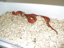 Thayeri Breeding '06