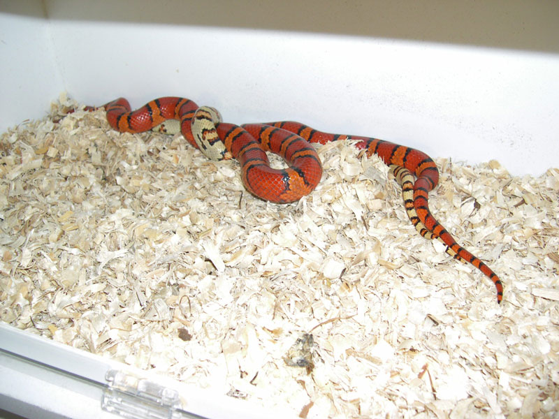 Thayeri Breeding '06
